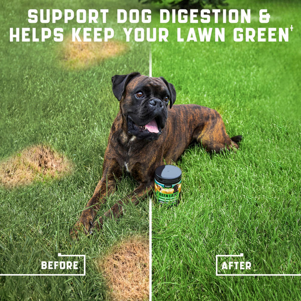 Green Lawn Chews for Dogs Cranberry ACV Digestive Enzymes Natural Dog Urine Neutralizer for Lawn Supports Healthy Bladder Urinary Tract 180 Tasty Dog Treats for Yellow Burn Grass Spots